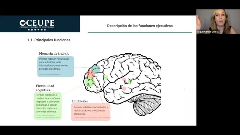 La importancia del desarrollo cognitivo en la funci&oacute;n ejecutiva