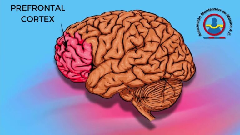 Neurociencia y Aprendizaje: El Papel de los Neurotransmisores